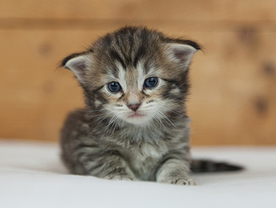 Nehalennia - 3 weeks old