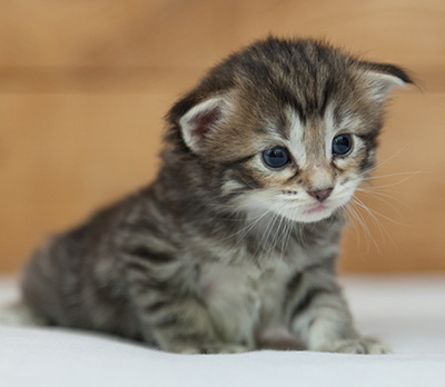 Nehalennia - 3 weeks old