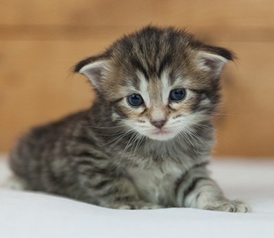 Nehalennia - 3 weeks old