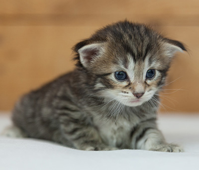 Nehalennia - 3 weeks old
