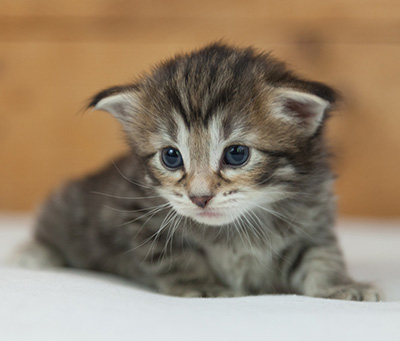 Nehalennia - 3 weeks old