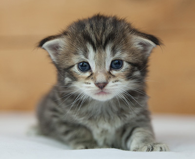 Nehalennia - 3 weeks old