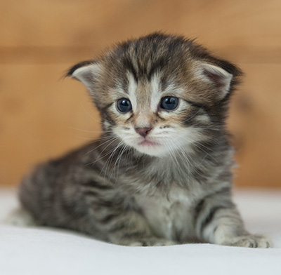 Nehalennia - 3 weeks old