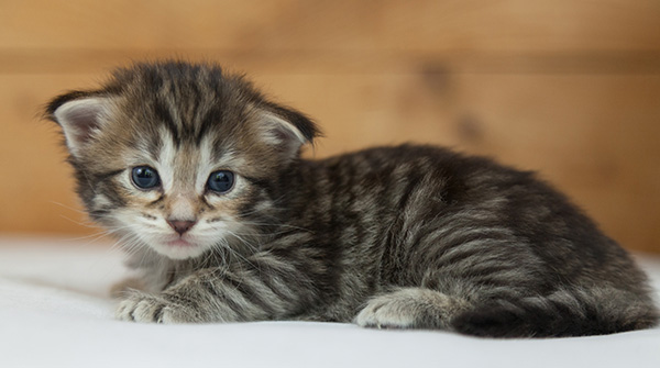 Nehalennia - 3 weeks old