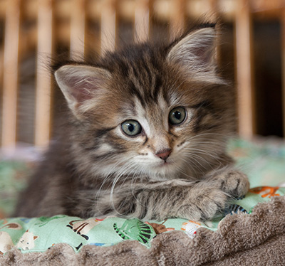 Nehalennia - 6 weeks old