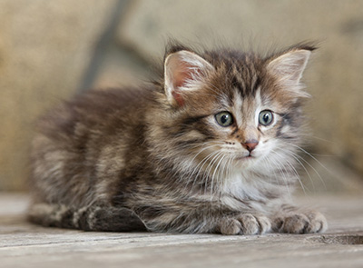 Nehalennia - 6 weeks old