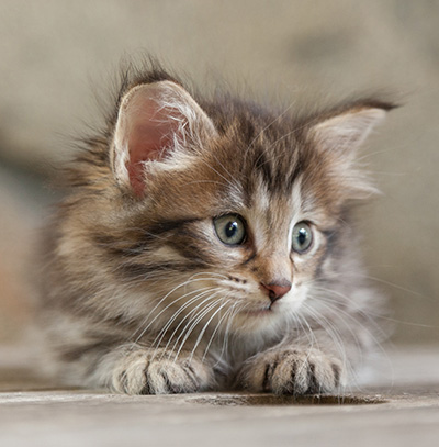 Nehalennia - 6 weeks old