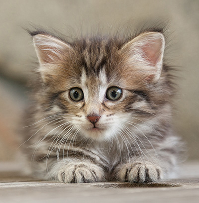 Nehalennia - 6 weeks old