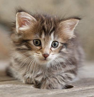Nehalennia - 6 weeks old