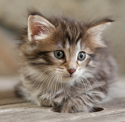 Nehalennia - 6 weeks old