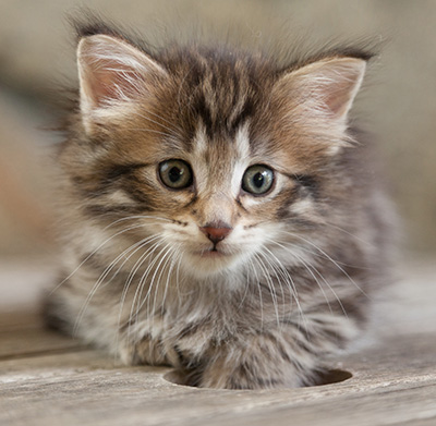 Nehalennia - 6 weeks old