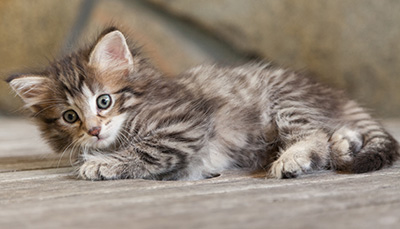 Nehalennia - 6 weeks old