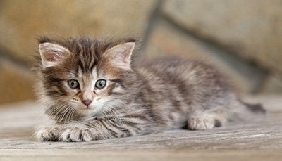 Nehalennia - 6 weeks old