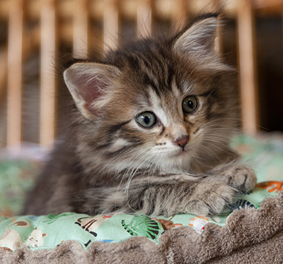 Nehalennia - 6 weeks old