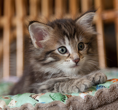 Nehalennia - 6 weeks old