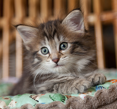 Nehalennia - 6 weeks old