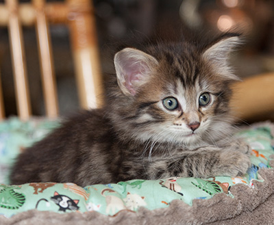 Nehalennia - 6 weeks old