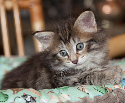 Nehalennia - 6 weeks old