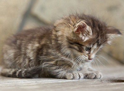 Nehalennia - 6 weeks old