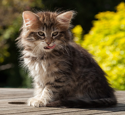 Nehalennia - 8 weeks old