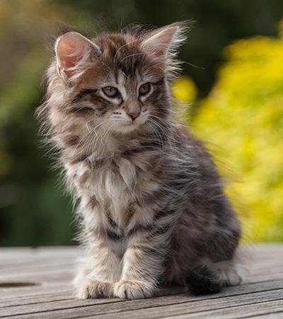 Nehalennia - 8 weeks old