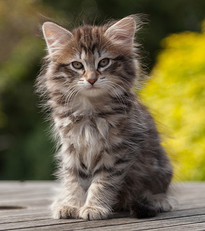 Nehalennia - 8 weeks old