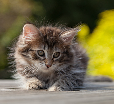 Nehalennia - 8 weeks old