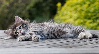 Nehalennia - 8 weeks old