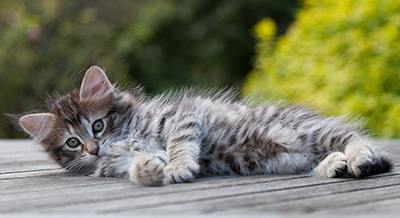 Nehalennia - 8 weeks old