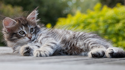 Nehalennia - 8 weeks old