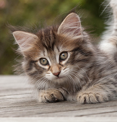 Nehalennia - 8 weeks old