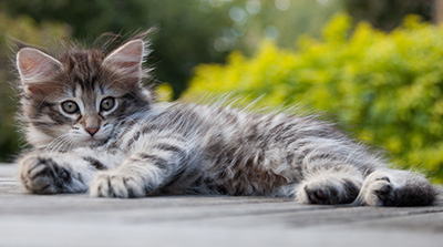 Nehalennia - 8 weeks old