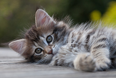Nehalennia - 8 weeks old