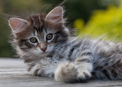 Nehalennia - 8 weeks old