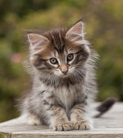 Nehalennia - 8 weeks old