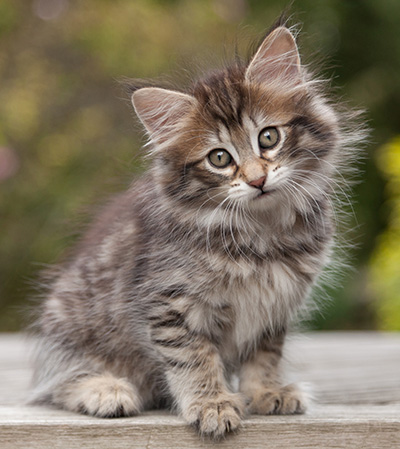 Nehalennia - 8 weeks old