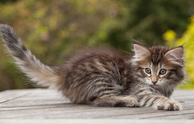 Nehalennia - 8 weeks old