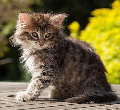 Nehalennia - 8 weeks old