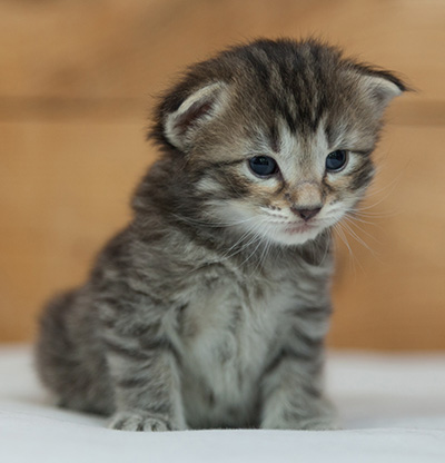 Nelson - 3 weeks old