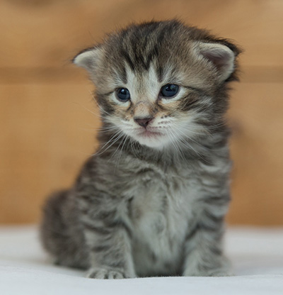 Nelson - 3 weeks old