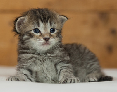 Nelson - 3 weeks old
