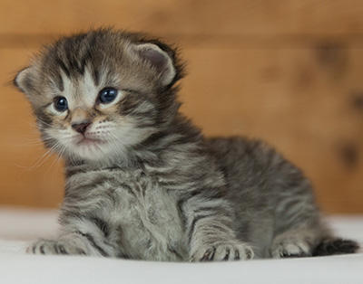 Nelson - 3 weeks old