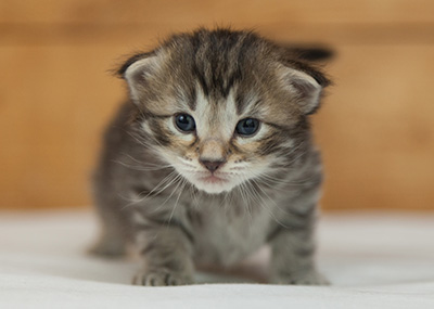 Nelson - 3 weeks old