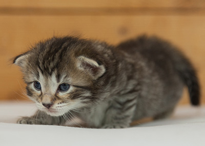 Nelson - 3 weeks old