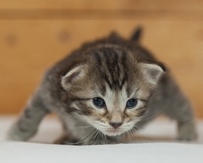 Nelson - 3 weeks old