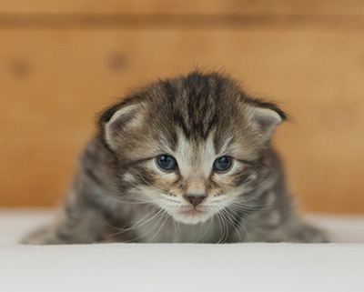 Nelson - 3 weeks old