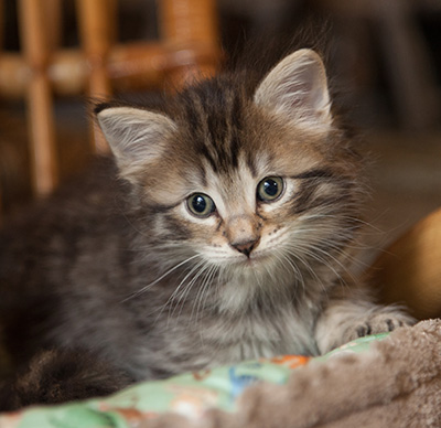 Nelson - 6 weeks old