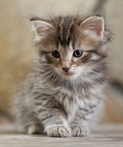 Nelson - 6 weeks old