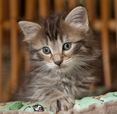 Nelson - 6 weeks old