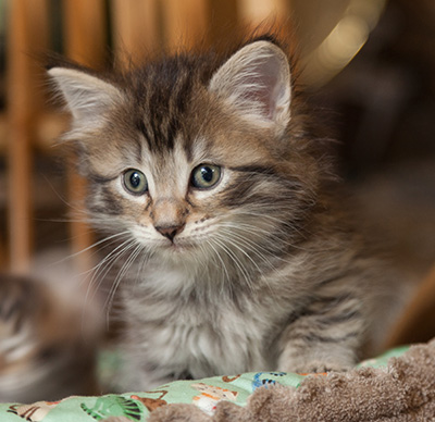 Nelson - 6 weeks old
